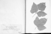 Phragmidium bulbosum image